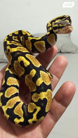 תמונת מודעה - חיות מחמד