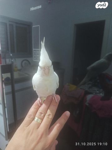 תמונת מודעה - חיות מחמד