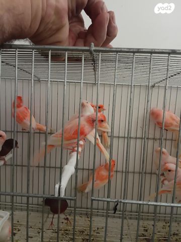 תמונת מודעה - חיות מחמד