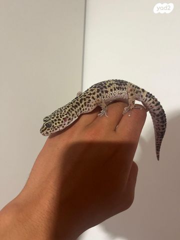 תמונת מודעה - חיות מחמד