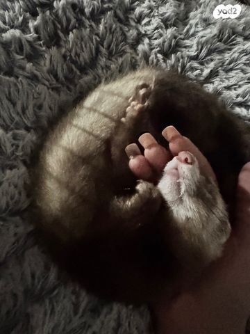 תמונת מודעה - חיות מחמד