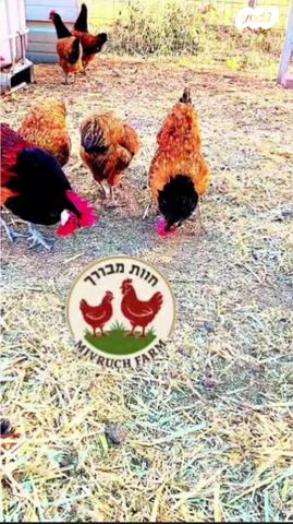 חיית משק מאראנס