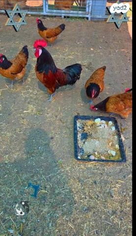 חיית משק מאראנס