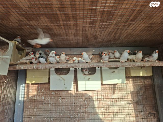 תוכי פינקים