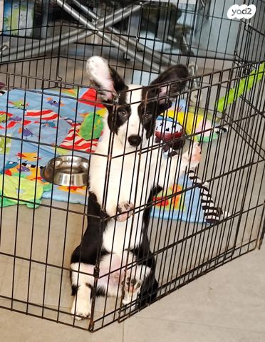 כלב וולש קורגי