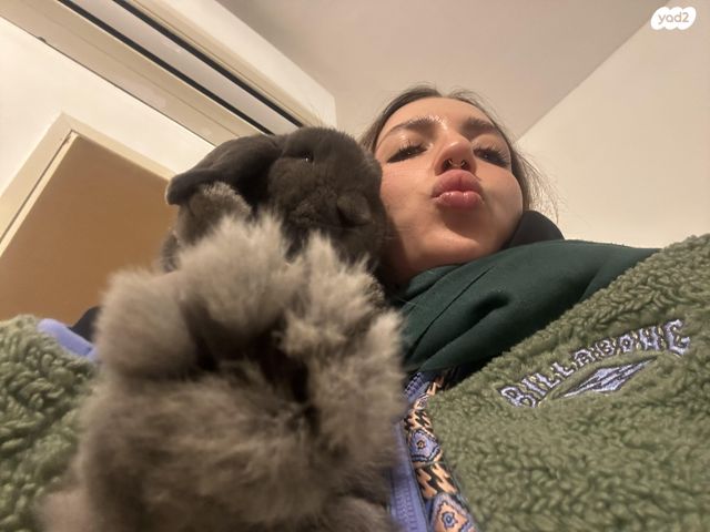 מכרסם ארנב שמוט אוזניים