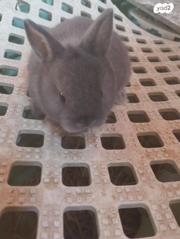 מכרסם ארנב ננסי