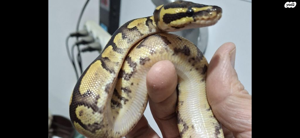 זוחל פיתון מתכדר