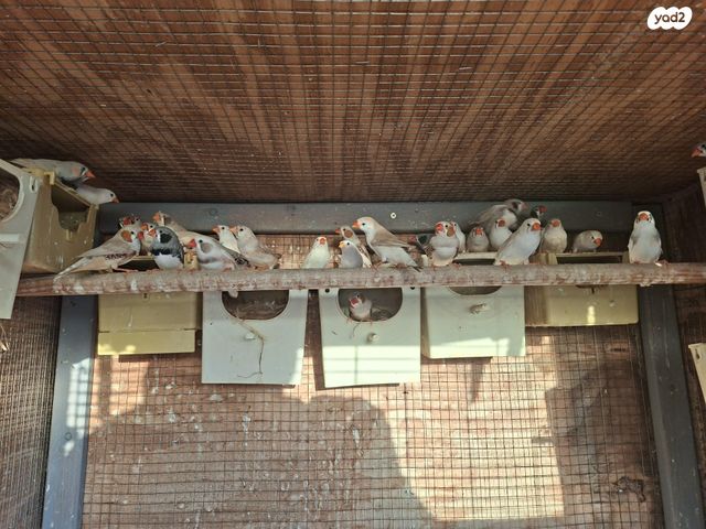 תוכי פינקים