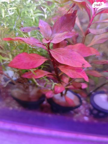 דג דגים טרופיים