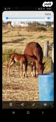 סוס סינגל פוט