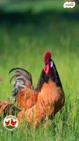 חיית משק מאראנס