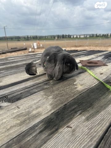 מכרסם ארנב שמוט אוזניים