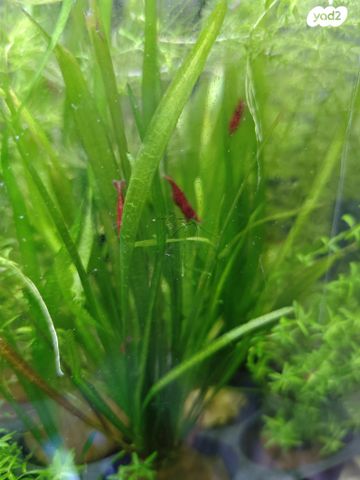 דג דגים טרופיים