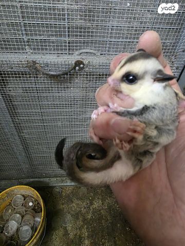 מכרסם סנאי מעופף \ שוגר