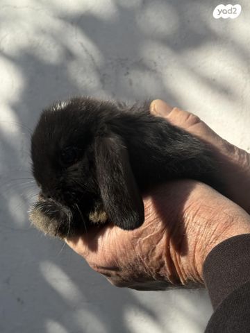 מכרסם ארנב שמוט אוזניים