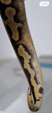 זוחל פיתון מתכדר