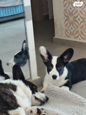 כלב וולש קורגי