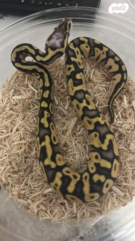 זוחל פיתון מתכדר