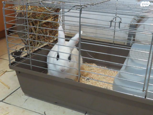 מכרסם ארנב \ שפן