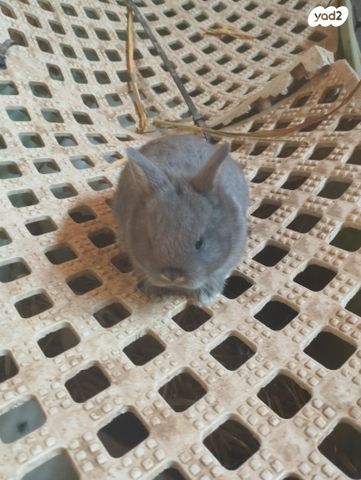 מכרסם ארנב ננסי