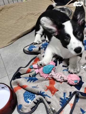 כלב וולש קורגי