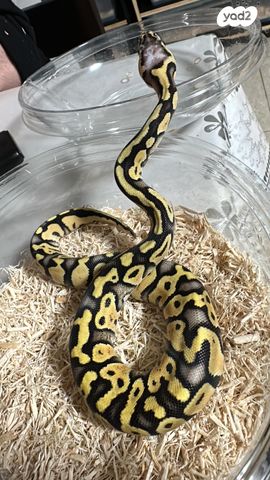 זוחל פיתון מתכדר