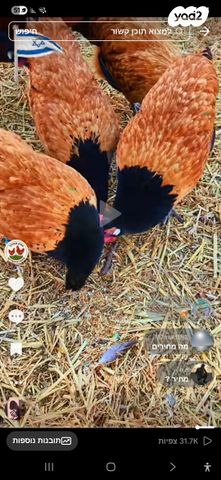 חיית משק מאראנס