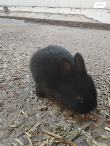 מכרסם ארנב ננסי