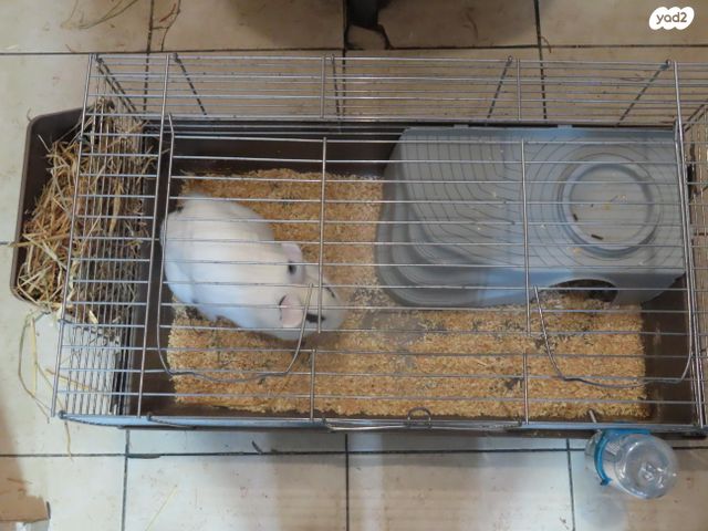 מכרסם ארנב \ שפן