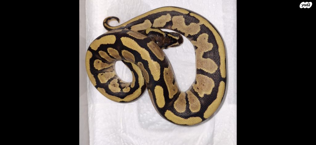 זוחל פיתון מתכדר