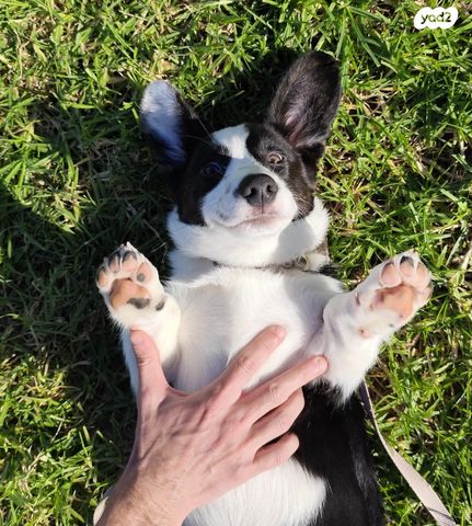 כלב וולש קורגי