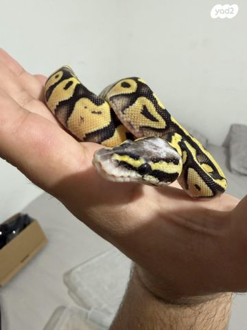 זוחל פיתון מתכדר