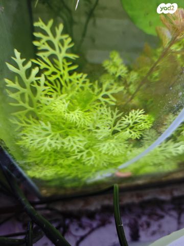 דג דגים טרופיים