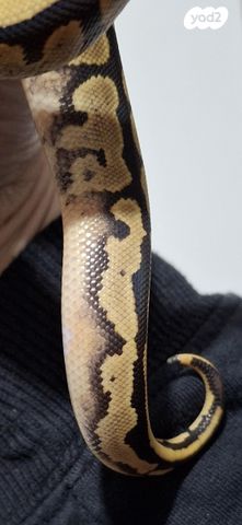 זוחל פיתון מתכדר