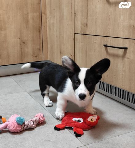 כלב וולש קורגי