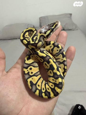 זוחל פיתון מתכדר