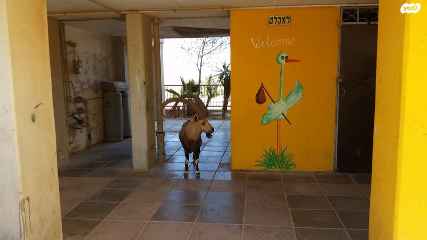 דירה, נחל סלעית 8, צוקי רמון, מצפה רמון