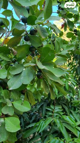 בית פרטי/ קוטג', השיזף 8, אבן גבירול, רחובות