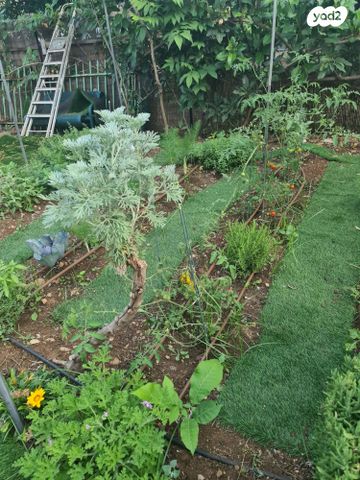 סלומונוביץ 20