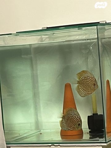 תמונת מודעה - חיות מחמד