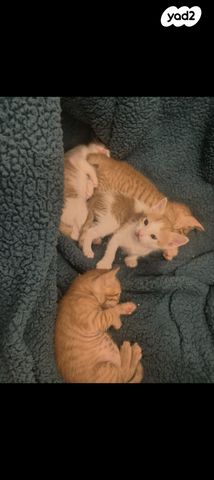 תמונת מודעה - חיות מחמד