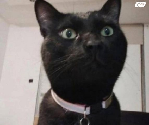 תמונת מודעה - חיות מחמד