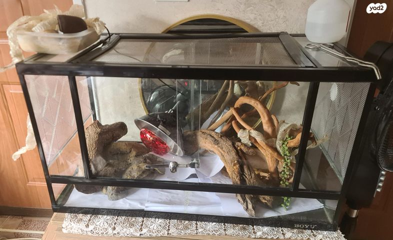 תמונת מודעה - חיות מחמד