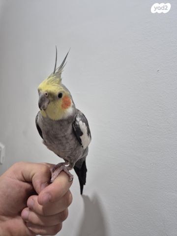 תמונת מודעה - חיות מחמד