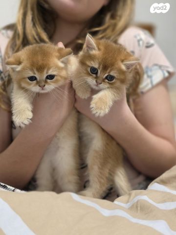 תמונת מודעה - חיות מחמד