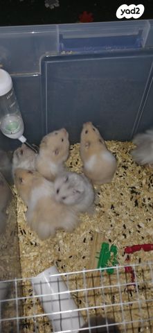 תמונת מודעה - חיות מחמד