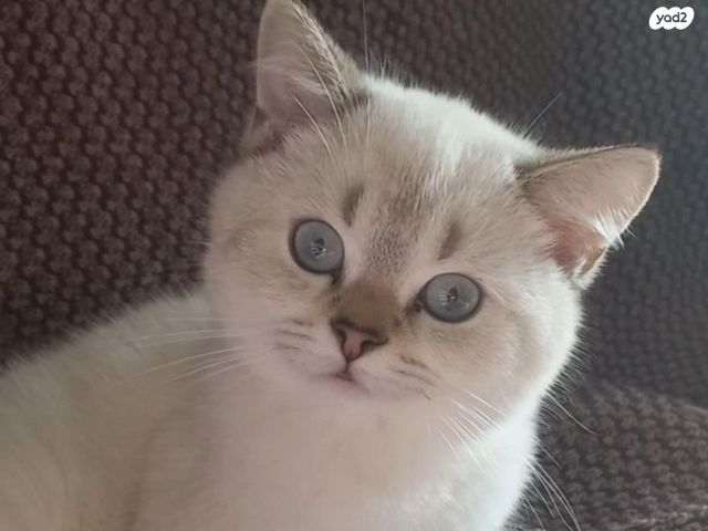 תמונת מודעה - חיות מחמד