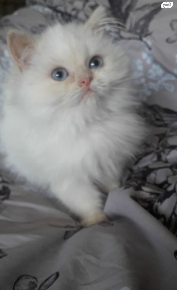 תמונת מודעה - חיות מחמד