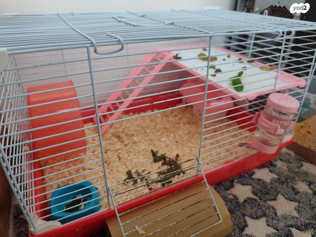 תמונת מודעה - חיות מחמד